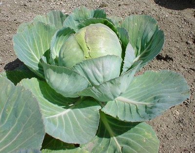 CYBEXIS Pusa Ageti Cabbage2000 Seeds Seed(2000 per packet)