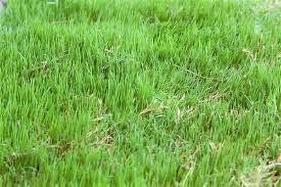 GREENSEA Bermuda Grass, Doob Grass, Lawn Grass Seed(40 g)