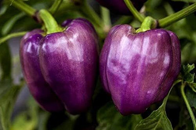 Qualtivate HYB-3A Purple Capsicum/Pepper Seeds Seed(100 per packet)