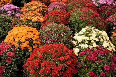 Lorvox Chrysanthamum Mix/Chamanti Seed(15 per packet)