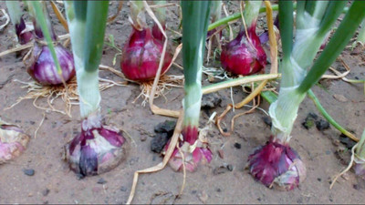 KANAYA Dark Red Onion High Germination Home And Garden Seed(50 per packet)