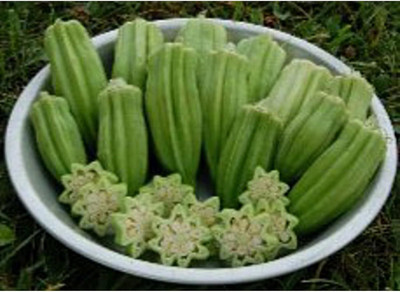 Qualtivate GBPT-6A Star of David Okra Seeds Seed(350 per packet)
