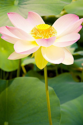Grinny lotus,kamal gatta Seed(14 per packet)