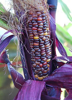 WILLVINE LXI-694 SENECA RED STALKER Corn Seeds Seed(500 per packet)