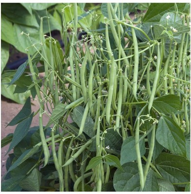 Quentova Vegetable Seeds French Beans-AHS-22I Seed(75 per packet)