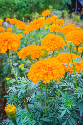 Jasoos marigold/gende ka phool flower seeds Seed(75 per packet)