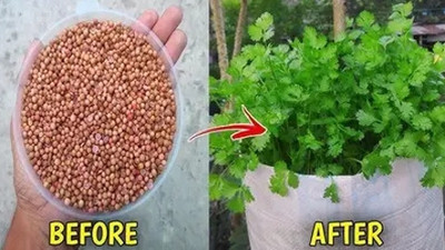 SEMINA VITA coriander seeds dhania seeds Seed(20 per packet)