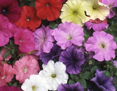 CYBEXIS PETUNIA NANA COMPACTA MIXED SEEDS100 Seeds Seed(100 per packet)