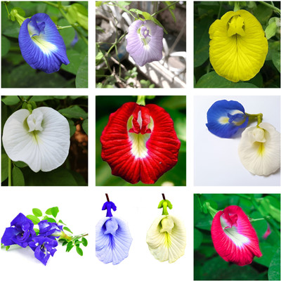 SeedsVally Aparajita seeds all colours double petal Seeds seed(20 seeds) Seed(20 per packet)