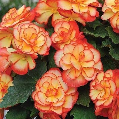 VibeX VVI-72 - Begonia Amerihybrid Sunburst Picotee - (270 Seeds) Seed(270 per packet)