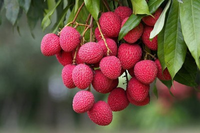 seedx Premium Hybrid Litchi ( Lychee ) Fruit Seed(8 per packet)