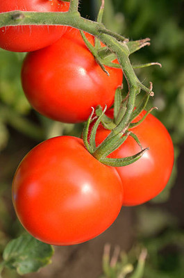 SAVRANA SHAKTI tomato Seed(75 per packet)
