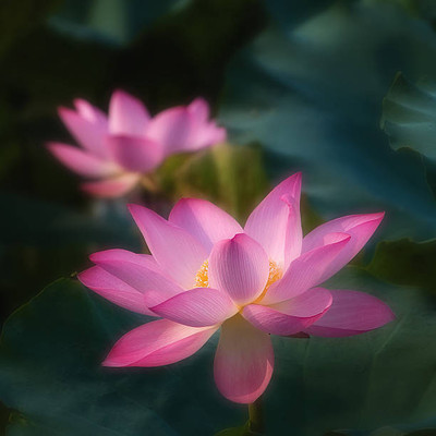 gardenUpp lotus,kamal gatta Seed(10 per packet)