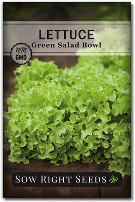 CYBEXIS PUAS-43 - Salad Bowl Lettuce - (1350 Seeds) Seed(1350 per packet)