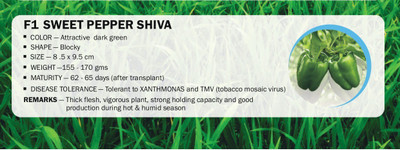 VibeX F1 SWEET PEPPER Capsicum SHIVA(2500 Seeds) Seed(2500 per packet)