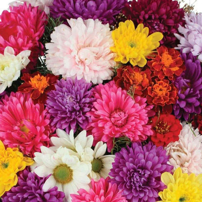 CYBEXIS Chrysanthemum Mix Color Seeds Seed(25 per packet)