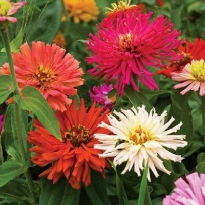 CYBEXIS Rare ZINNIA CACTUS MIXED FLOWER SEEDS Seed(1 g)