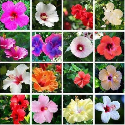 BHUSAN mixed Hibiscus Rose Mallows Ornamental Flower seeds For Growing 30 Seeds Pack Seed(105 per packet)