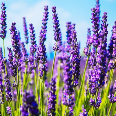 Quentova Lavender Seeds Seed(100 per packet)