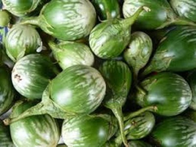 Qualtivate PUA-4A Farm green brinjal seeds Seed(300 per packet)