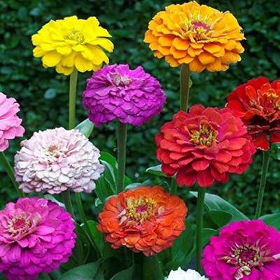 BDSresolve hybrid mix colour zinnia folwer seeds pack of 24 Seed(24 per packet)