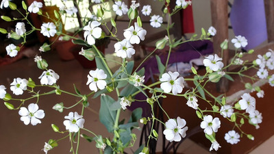 XOLDA Gypsophila flower Seed(33 per packet)