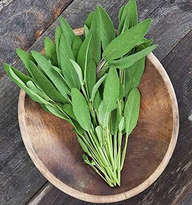 Qualtivate RES-9A Broadleaf Sage Herb Seeds Seed(100 per packet)