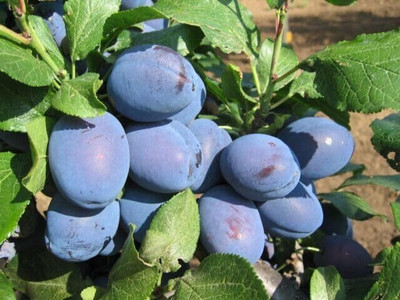 Aywal Allo Bukhara Seed(10 per packet)