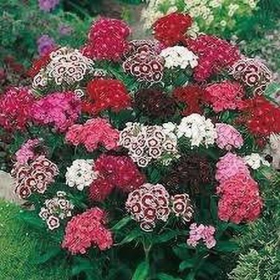 ACCELCROP Dianthus Grenadin Cardinal Flower Seed(120 per packet)