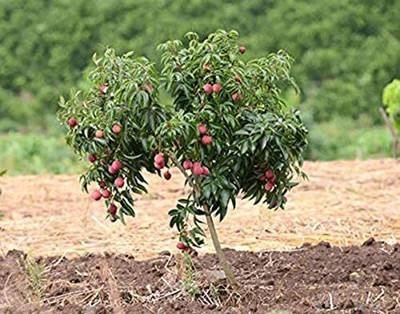 Aywal Sweet Lychee Fruit Seed(8 per packet)