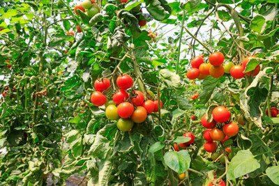 ALPINE HYBRIDE SEEDS tomato Seed(145 per packet)