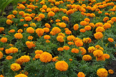 AmbeStore marigold/gende ka phool flower seeds Seed(50 per packet)