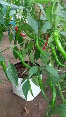 Epazo Capsicum Choice Round Mix Flower Seed(55 per packet)