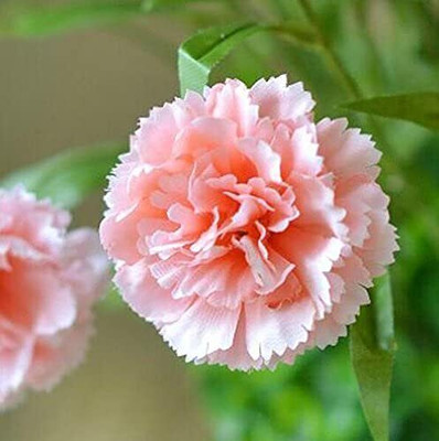 Aywal Carnation Flower Best Quality Seed(70 per packet)