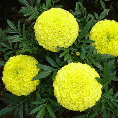 the green dotcom yellow marigold flower seeds Seed(69 per packet)