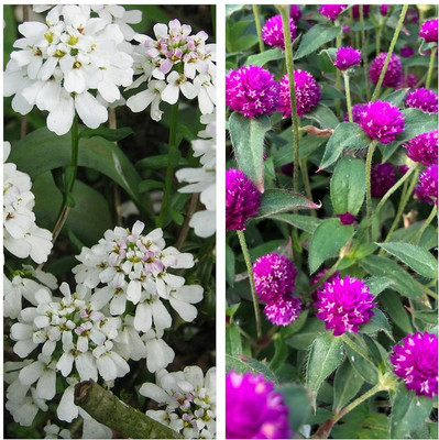 Aywal Candytuft Flower & Gomphrena Flower Seed(10 per packet)