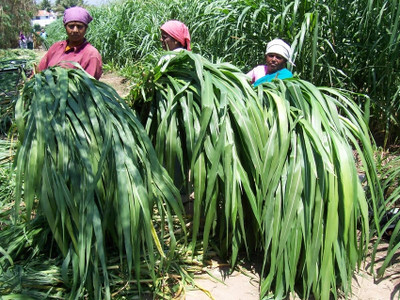 DEYS AGRO ™ sudan grass seeds,hybrid sorghum sudan grass Seed(5000 per packet)