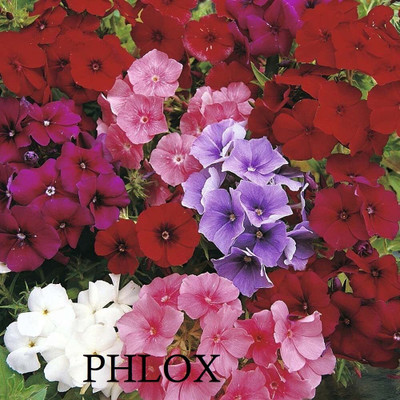 ACCELCROP Phlox Mixed Color F1 Hybrid Seed(22 per packet)