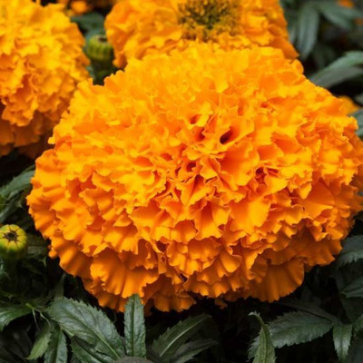 Arshiayat marigold flower Seed(24 per packet)