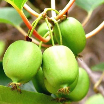 KNESSiN Kiwi Seeds Tropical Fruit Seeds Seed(25 per packet)
