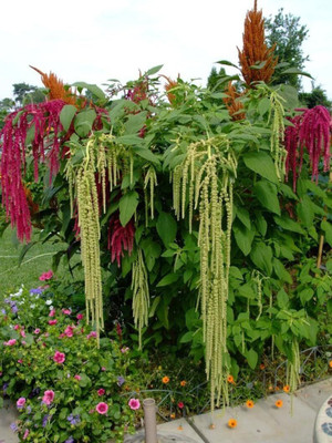 Lorvox Amaranthus Burgundy Red/ Dark Green Flower Seed(22 per packet)