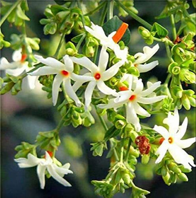 Manomay Jasmine Parijat Harshringar Parijatak Flower 20 Seeds F66 Seed(20 per packet)