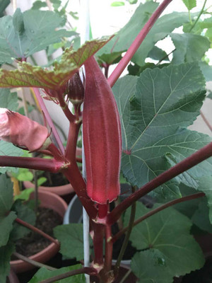 Aywal High Yield Red Lady Finger Hybrid F1 SUPREME Seed(900 per packet)
