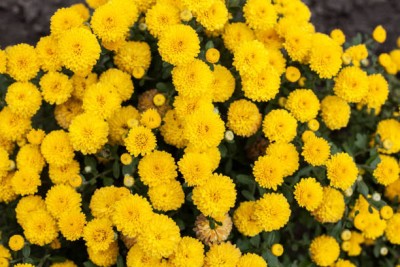 classic green earth marigold/gende ka phool flower seeds Seed(50 per packet)