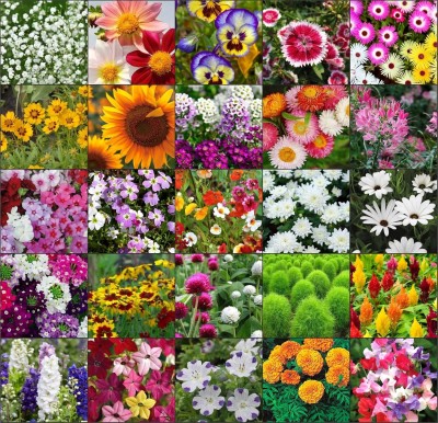 Aywal 25 Variety Of Flower Seeds Combo Pack Seed(50 per packet)