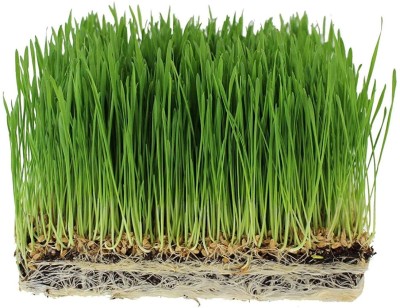 Qualtivate TLX-72 Cat Wheatgrass Seeds Seed(2000 per packet)