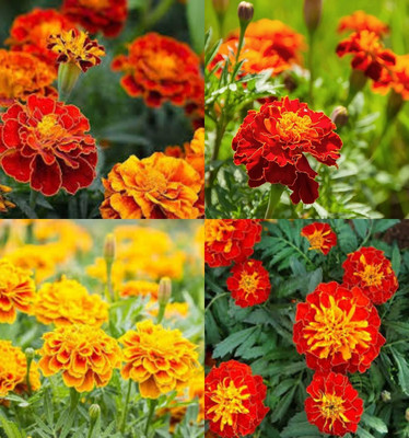 ibains Marigold mixed flower seed pack of 61 Seed(21 per packet)