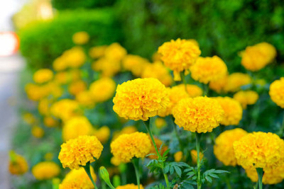 Kishori Creation marigold/gende ka phool flower seeds Seed(75 per packet)
