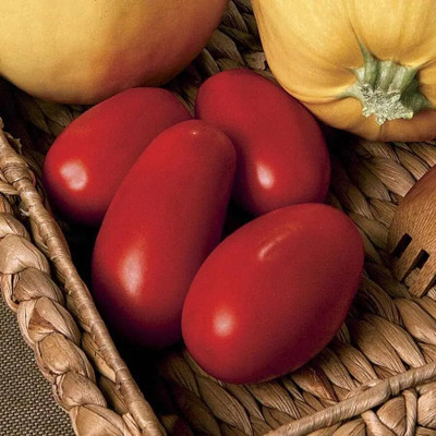 Biosnyg Non GMO Supremo Tomato Seeds For Planting - (4000 Seeds) Seed(4000 per packet)