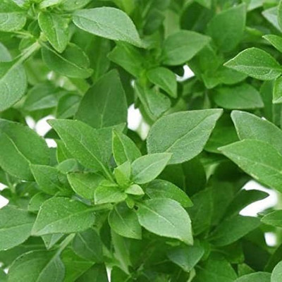 VibeX ® LXI-27 Greek Basil Seeds Seed(1000 per packet)